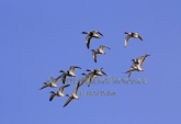 WildLife Photos of Birds, Geese, Ducks & others, Common Shelduck, Tadorna tadorna